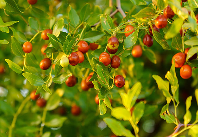 A berry-covered plant representing the ingredients in Brain Boost, like bacopa monnieri, quercetin, and Japanese knotweed